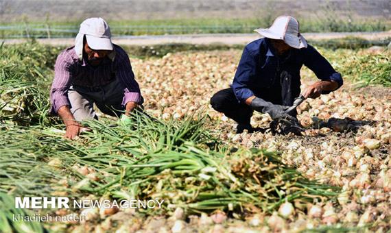 هشدار در خصوص تکرار تراژدی افت قیمت محصولات کشاورزی در جنوب کرمان