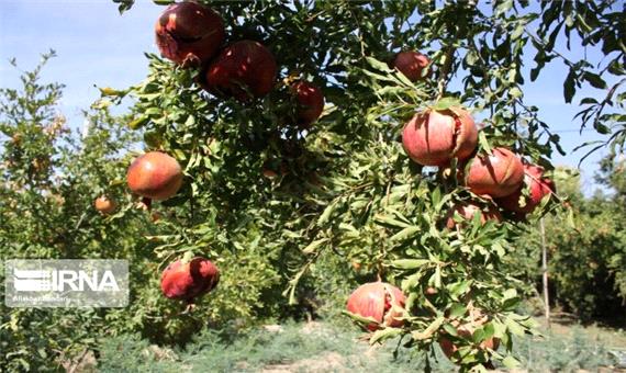6800 تن انار از باغ های قزوین برداشت می‌شود