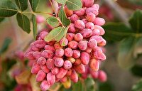 برداشت پسته در شهربابک