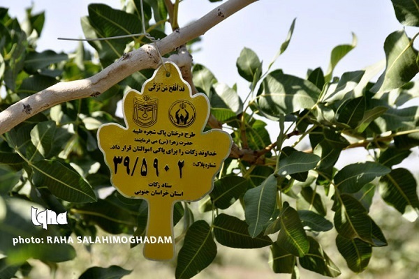 کرمان رصد