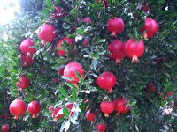 انار دهسرد ارزوئیه در بازار