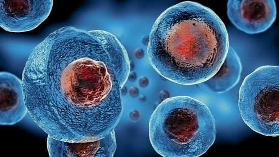 سلول‌ها چگونه موقعیت خود و نقششان در بدن را می‌فهمند؟