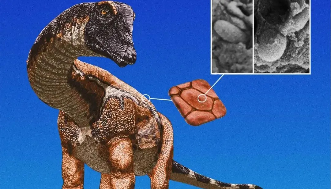 برخی دایناسورها احتمالا مانند پرندگان رنگارنگ بودند