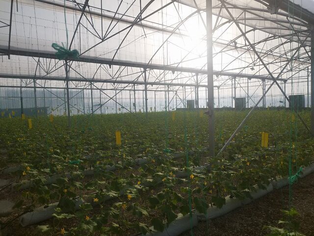 افتتاح فاز اول و کلنگ‌زنی فاز دوم مجتمع گلخانه‌ای صولان در قلعه‌گنج