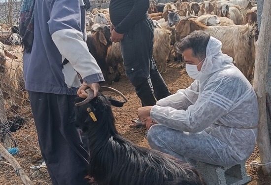ارتقای سلامت سرمایه‌های دامی در رابر با اجرای اردوی جهادی