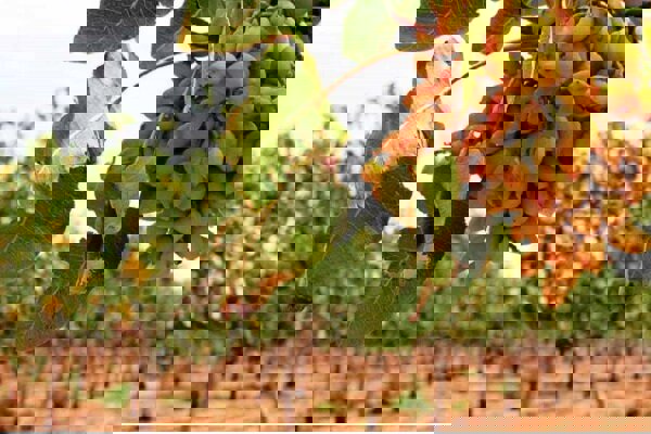 پور واعظی: باغات پسته کرمان بیش از گذشته در معرض تنش آبی‌ هستند