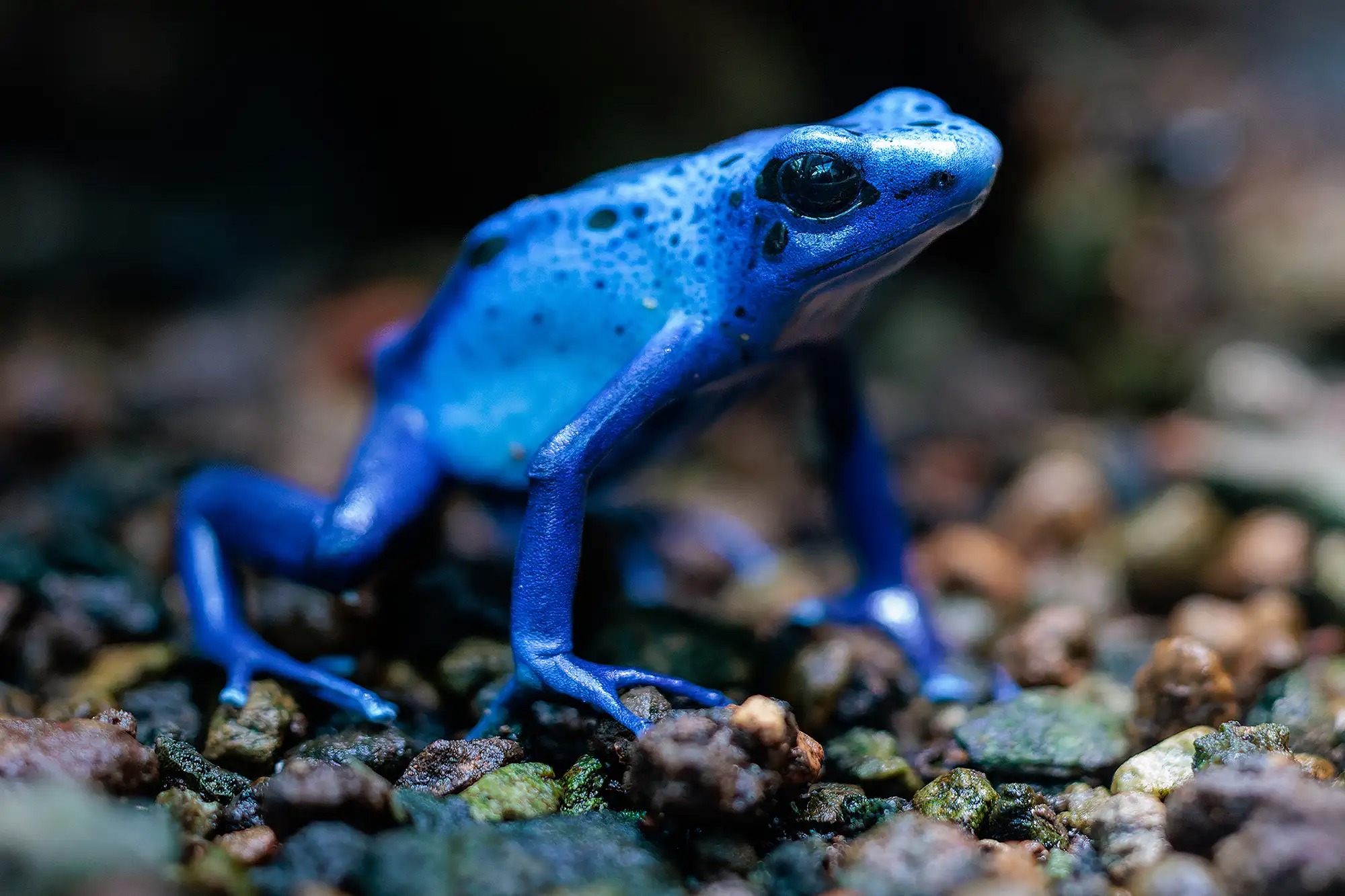 اتهام تازه علیه روسیه؛ آیا این قورباغه سلاح مخفی کرملین است؟