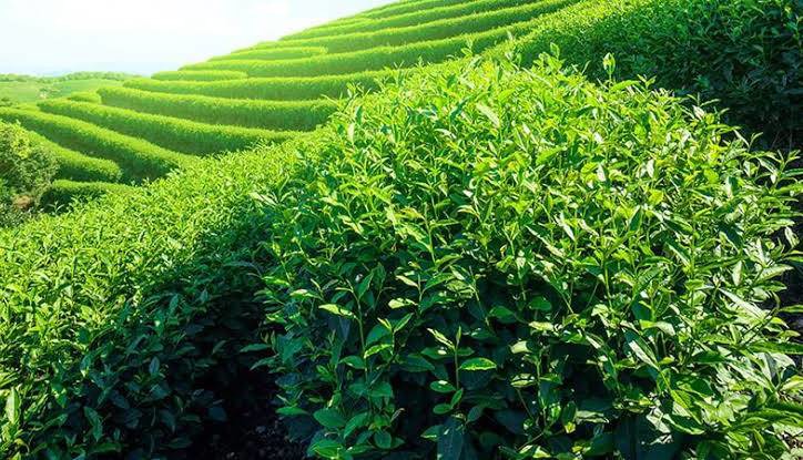 نوآوری در پایش ویروس‌های گیاه چای