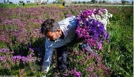 کرمان میزبان جشنواره خوراک و کارگروه گردشگری جاده ابریشم اکو