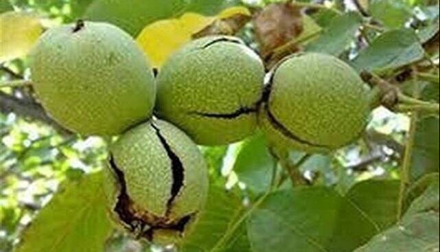 وضعیت فلزات سنگین در گردوی معروف!