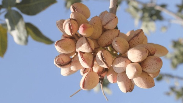 آغاز برداشت پسته در جنوب کرمان؛ پیش‌بینی تولید ۴۳۵ تن محصول