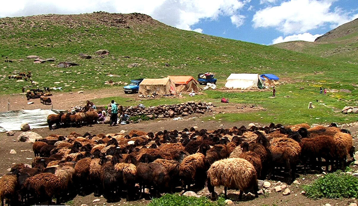 هشدار درباره امنیت غذایی؛ خطر واردات ۶ میلیارد دلاری گوشت قرمز