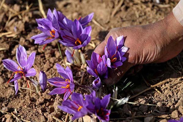 برداشت ۱۵۷۵ کیلوگرم طلای سرخ از مزارع زرند